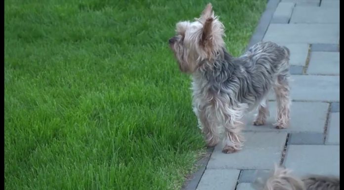 Môžete mať spokojného psíka a peknú záhradu zároveň (NOVÁ ZÁHRADA)