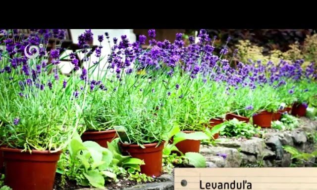 Netradičný záhon (NOVÁ ZÁHRADA)