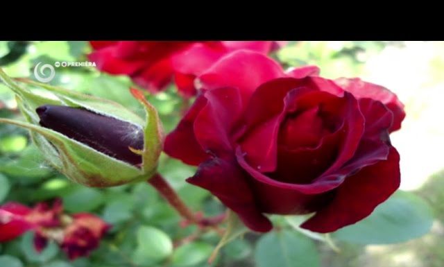 Ako sa správne starať o ruže (NOVÁ ZÁHRADA)