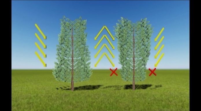 Ako správne strihať živý plot (NOVÁ ZÁHRADA)
