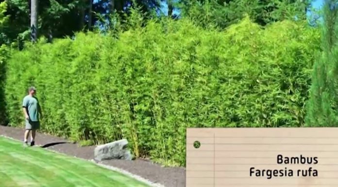 Ako dostať ázijský bambus do vašej záhrady (NOVÁ ZÁHRADA)