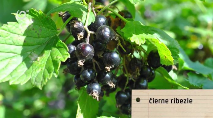 Rastlinné inšpirácie (NOVÁ ZÁHRADA)