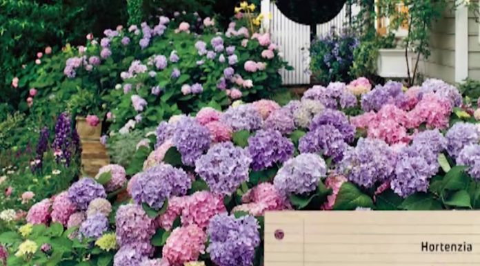 Rastliny vhodné do tieňa (NOVÁ ZÁHRADA)