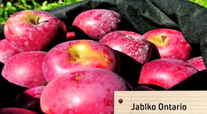 Zasaďte si jabloň (NOVÁ ZÁHRADA)