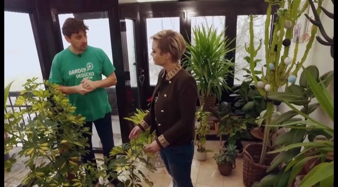 Starostlivosť o zimnú záhradu počas zimy (NOVÁ ZÁHRADA)