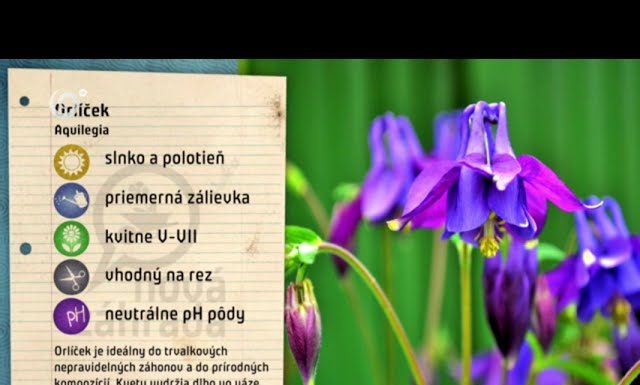 Kvetinový záhon je korunou krásy každej záhrady (NOVÁ ZÁHRADA)