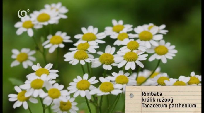 Bylinky proti migréne (NOVÁ ZÁHRADA)