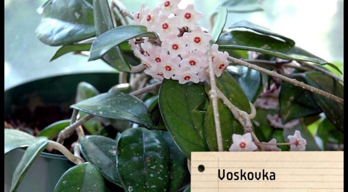 Rastliny do zimnej záhrady (NOVÁ ZÁHRADA)