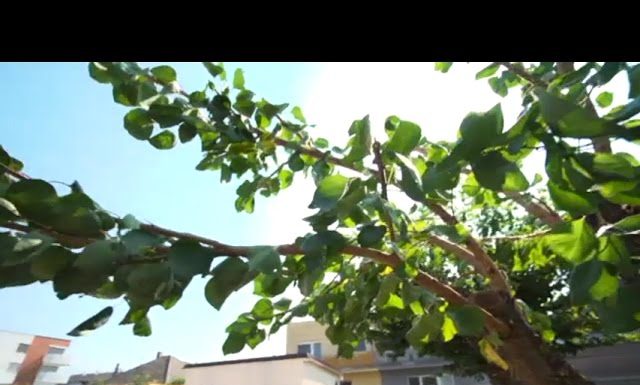 Ako sa postarať o zanedbaný strom (NOVÁ ZÁHRADA)