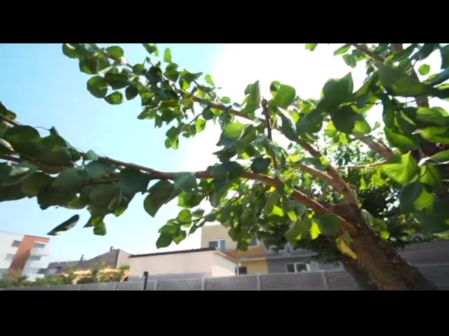 Ako sa postarať o zanedbaný strom (NOVÁ ZÁHRADA)