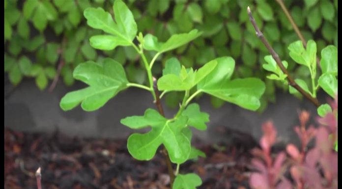 Ako sa správne starať o figu (NOVÁ ZÁHRADA)