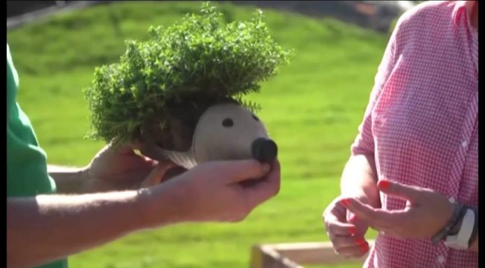 Plastové fľaše ako kreatívne dekorácie (NOVÁ ZÁHRADA)