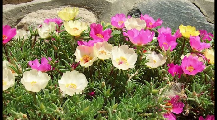 Jedlé rastliny na cukrovku alebo zlé trávenie (NOVÁ ZÁHRADA)