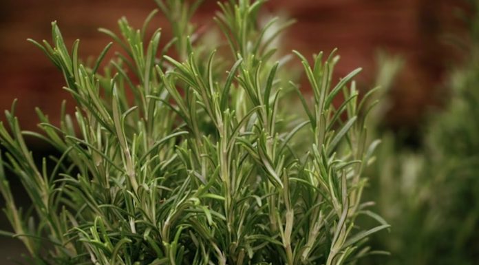 Ako sa starať o záhon byliniek (NOVÁ ZÁHRADA)