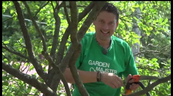 Ako správne orezať ovocné stromy (NOVÁ ZÁHRADA)