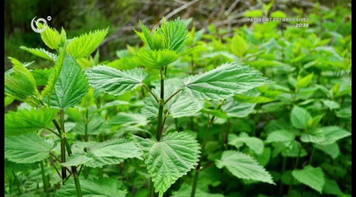 Aké bylinky nájdete bežne za domom (NOVÁ ZÁHRADA)