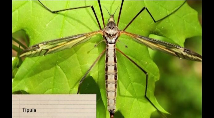 Bio ochrana trávnika po zime (NOVÁ ZÁHRADA)