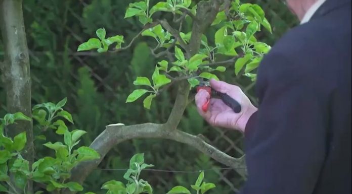 Ako správne orezať stromy (NOVÁ ZÁHRADA)