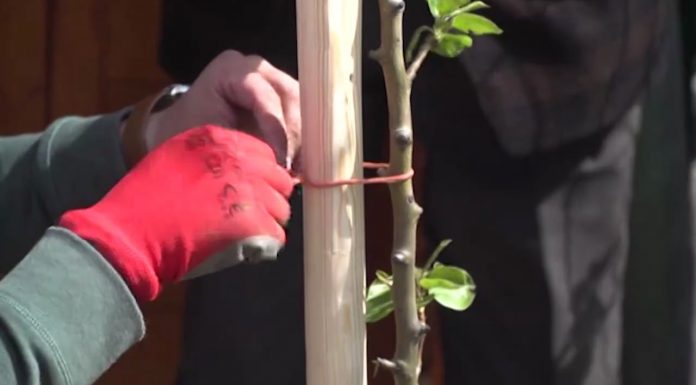 Ako správne okopávať ovocné stromy (NOVÁ ZÁHRADA)