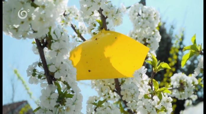 Ekologické zbavenie sa škodcov (NOVÁ ZÁHRADA)