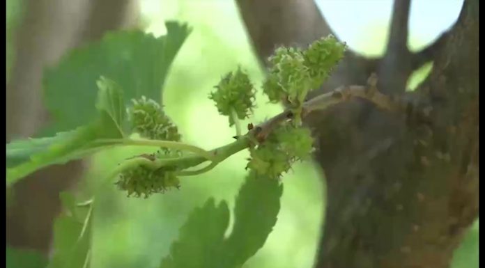 Moruša (NOVÁ ZÁHRADA)