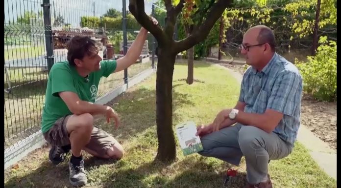 Ako ochrániť ovocné stromy pred škodcami (NOVÁ ZÁHRADA)