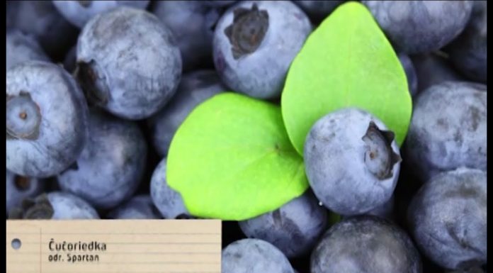 Ako pestovať čučoriedky (NOVÁ ZÁHRADA)