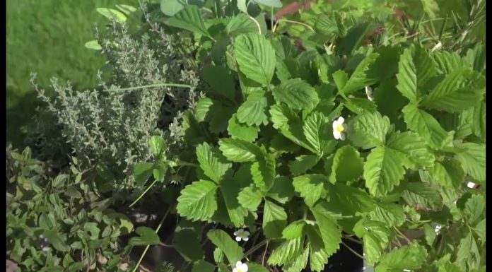 Liečivé bylinky z vašej skalky (NOVÁ ZÁHRADA)