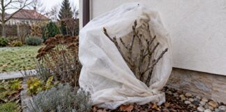 Prezimovanie figovníka: vonku pod textíliou, alebo v kvetináči Prezimovanie figovníka – ochrana priedušnou textíliou (ilustrácia vytvorená pomocou AI)